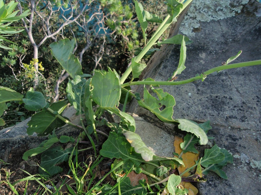 Brassica montana / Cavolo selvatico